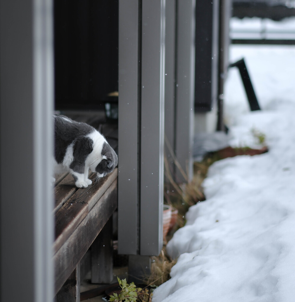 雪はちらほら