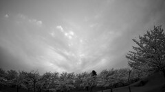 公園の桜