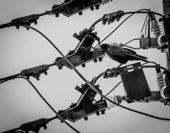 電線のカラス