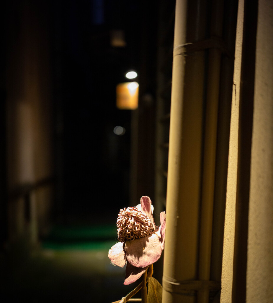 路地の花