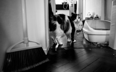 ねことホウキ