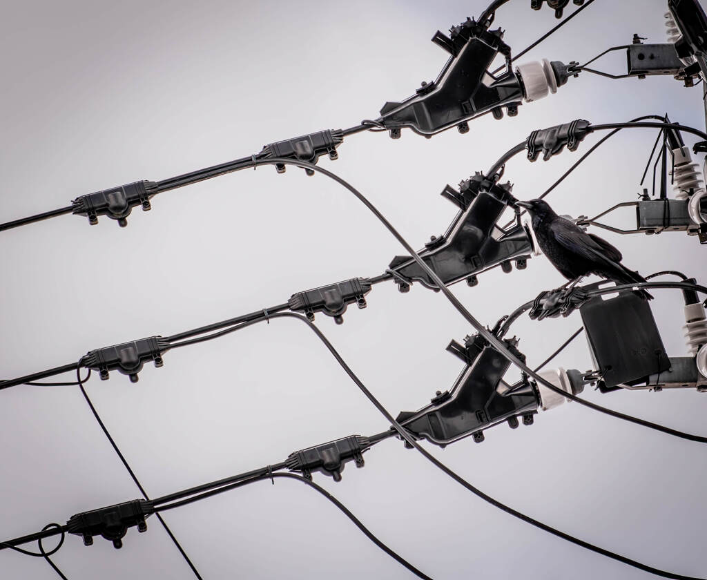 電線の烏２