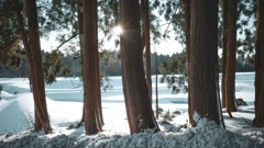雪原の森