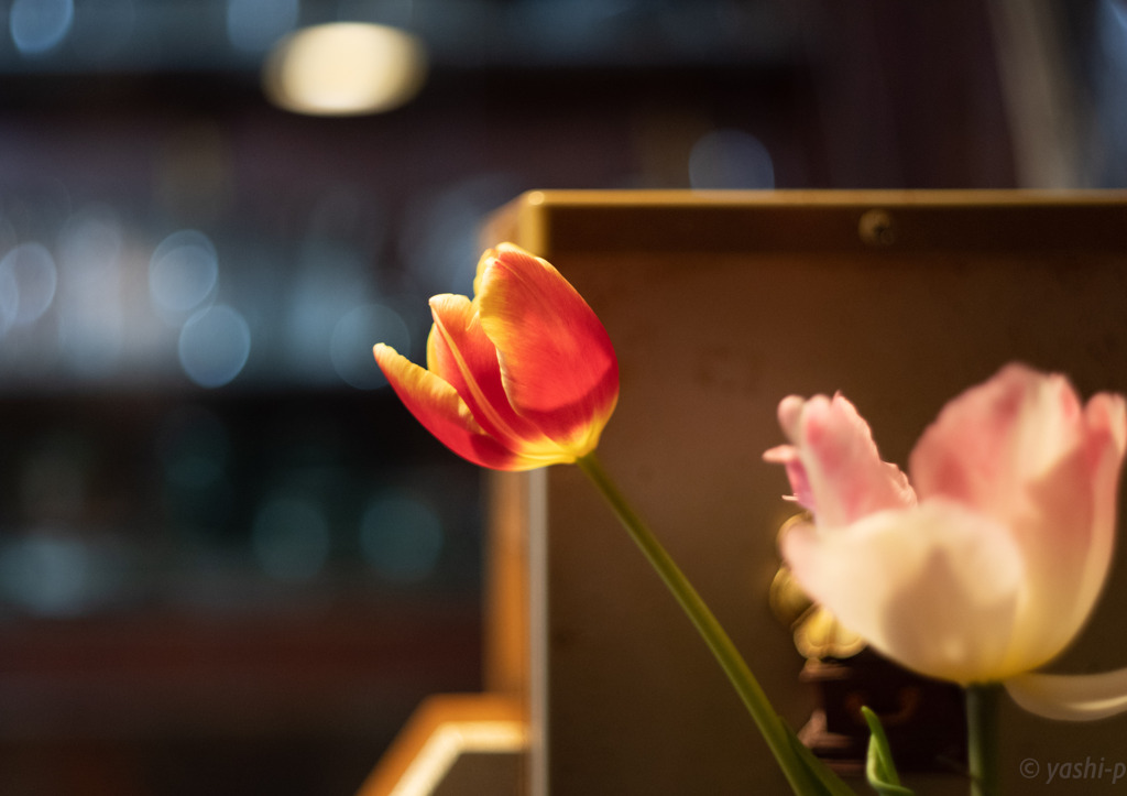 店の華