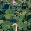 蓮池の白鳥