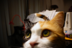 どこみてんねん
