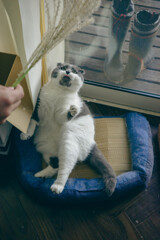 ススキとねこ