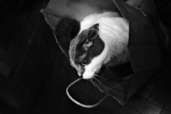 袋猫