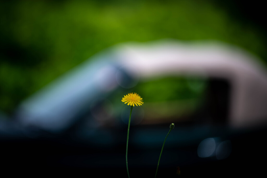 花とクルマ