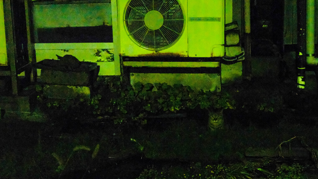 闇夜の猫