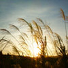 ススキ