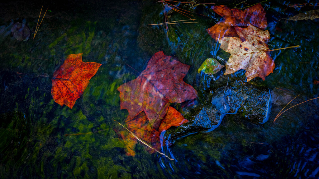 水中の紅葉