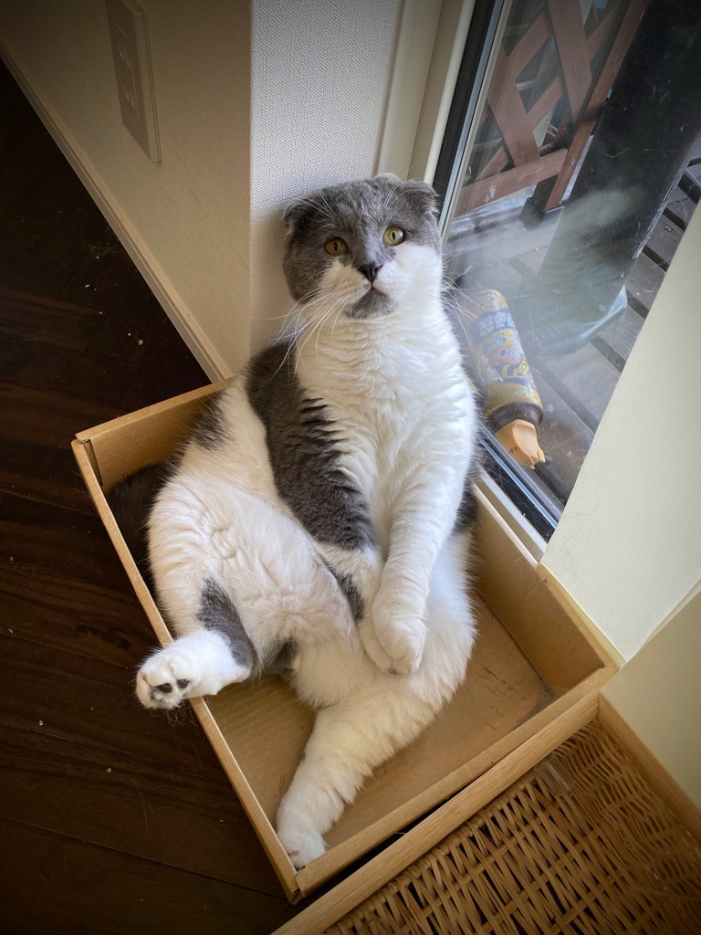 くつろぐ猫