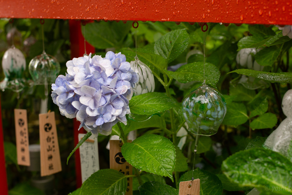 雨　紫陽花　風鈴