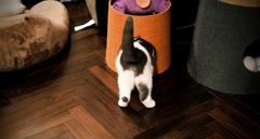 はまる猫