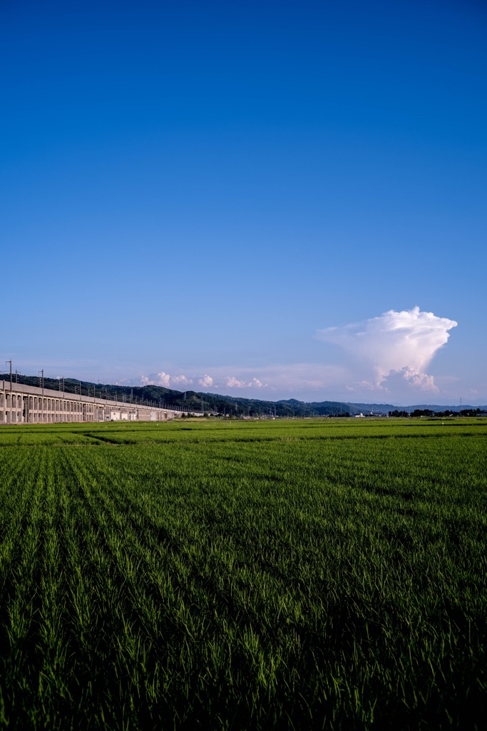 鉄床雲