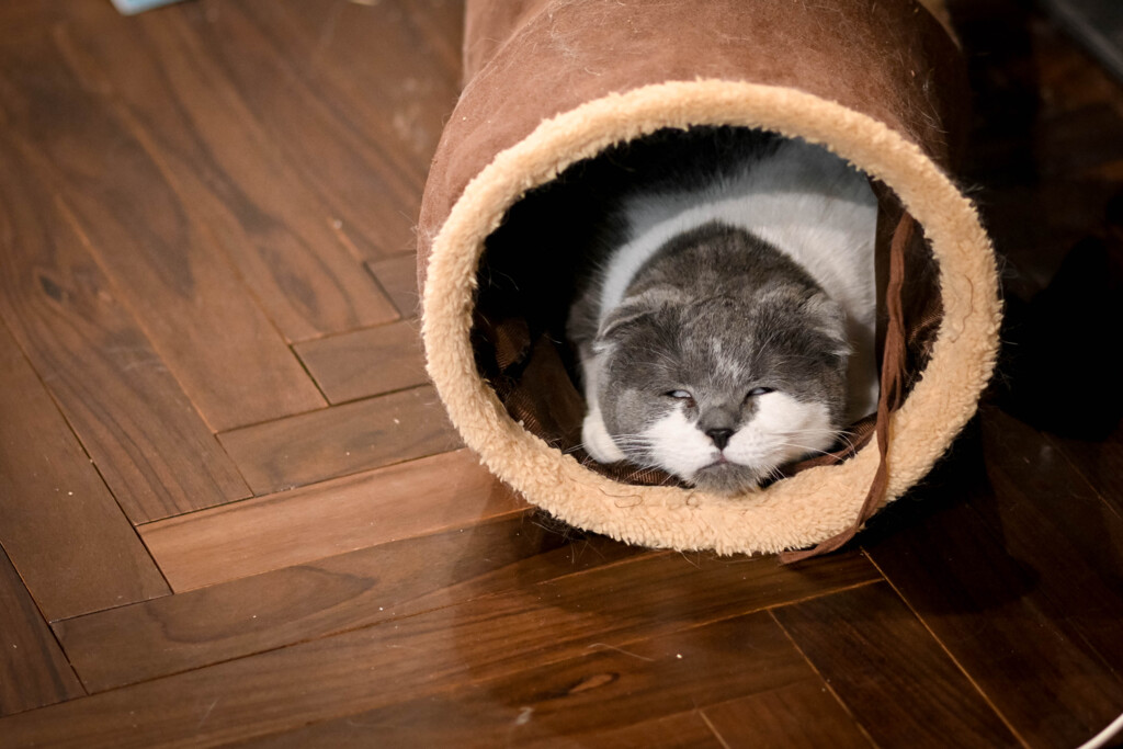 眠い猫