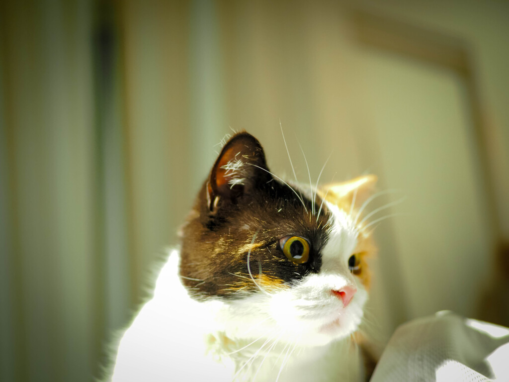 うちのミケ