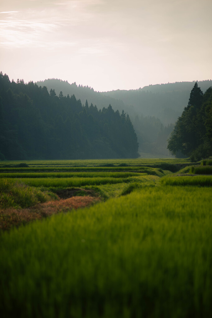 山の田んぼ