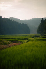 山の田んぼ