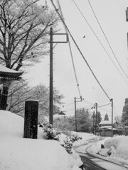 雪のカラス