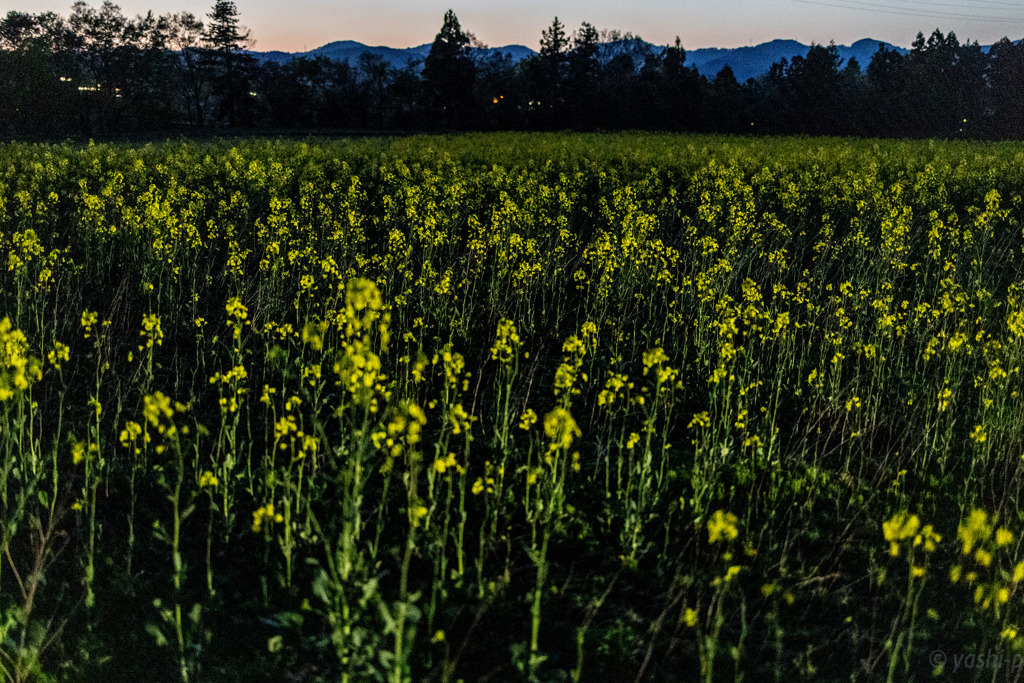 夕暮れ菜の花畑