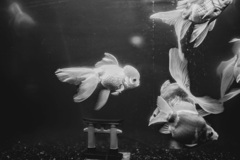 金魚