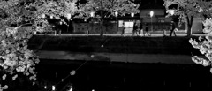 福島江の桜
