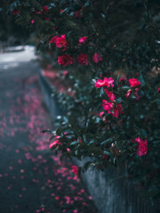 山茶花の道