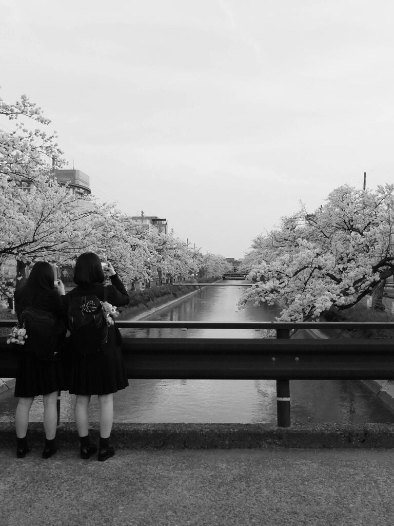 桜の川