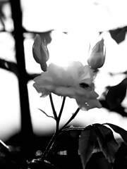 薔薇