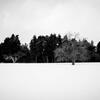 雪原の木