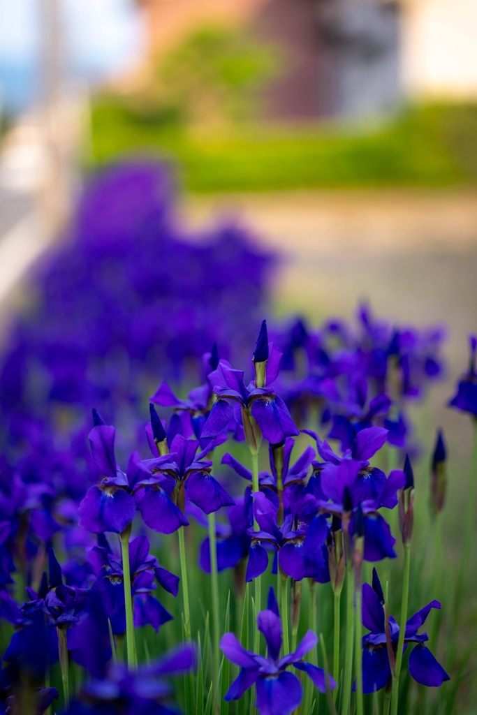 菖蒲のある町