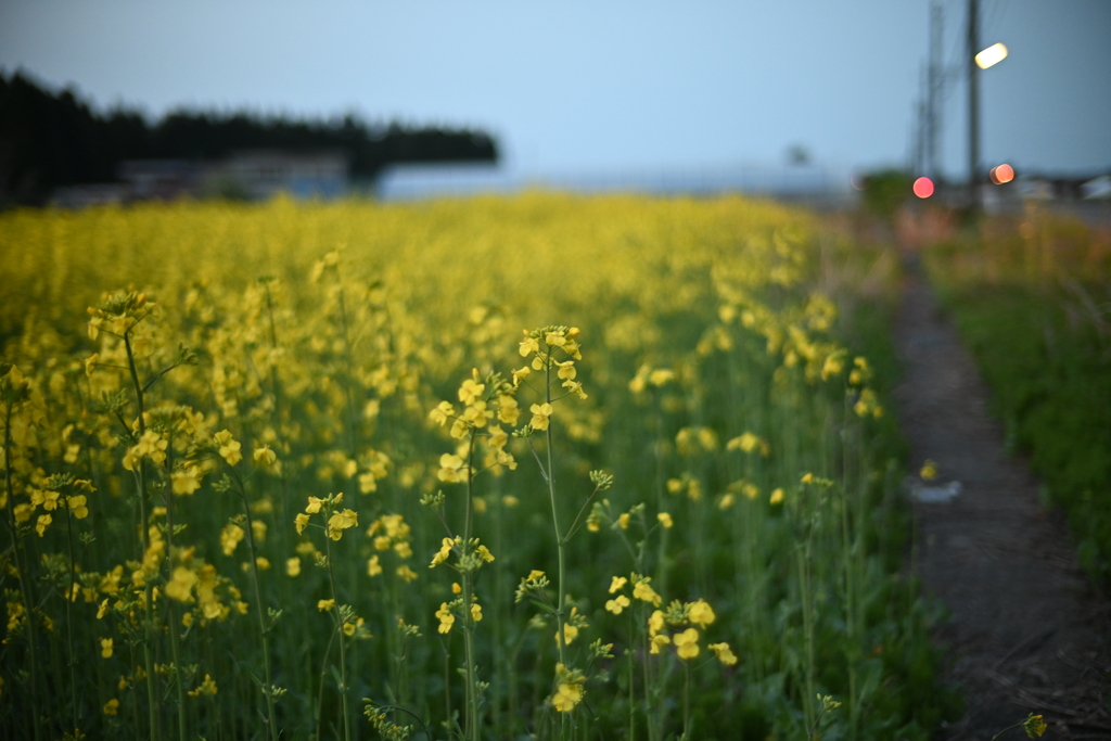 菜の花畑にて