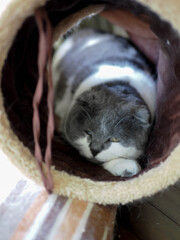 チューブで寝る猫