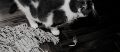 猫とねずみ