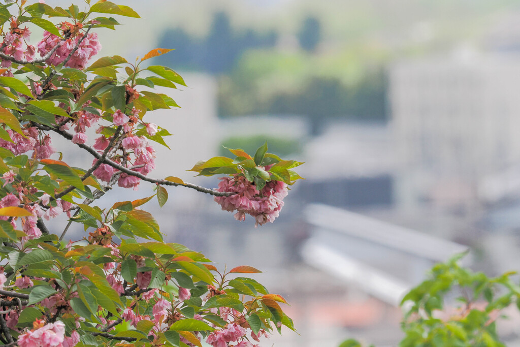 桜と街