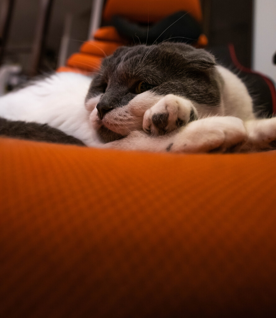 くつろぐ猫