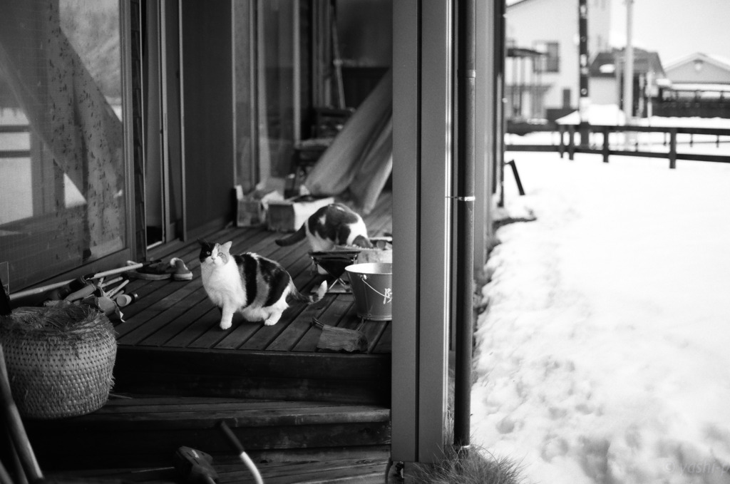 冬の猫