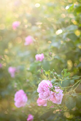 薔薇