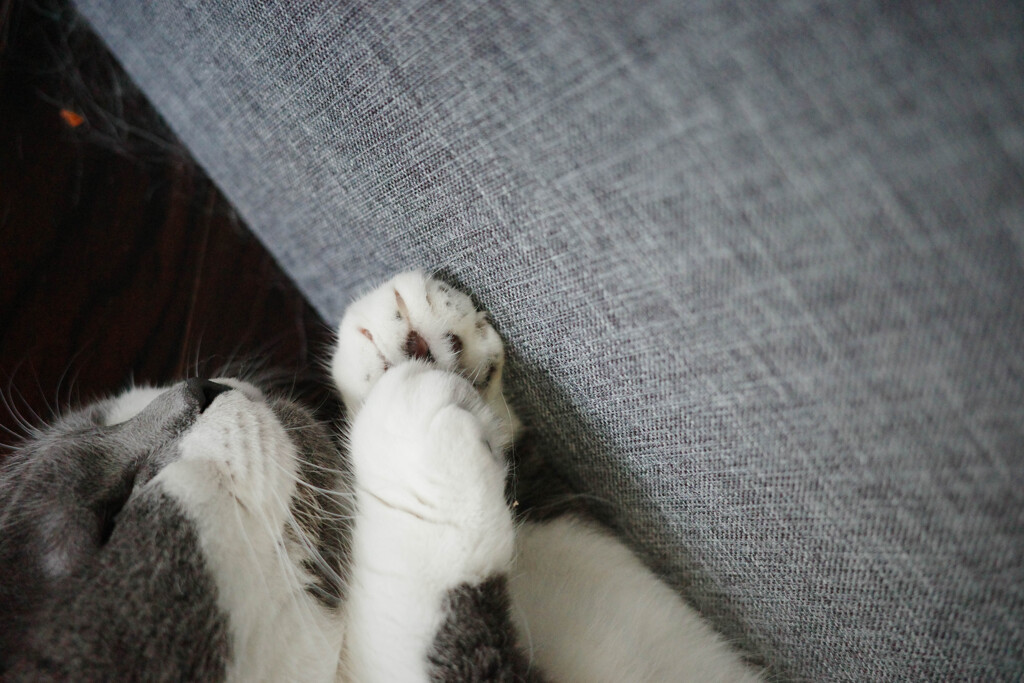 寝ている猫
