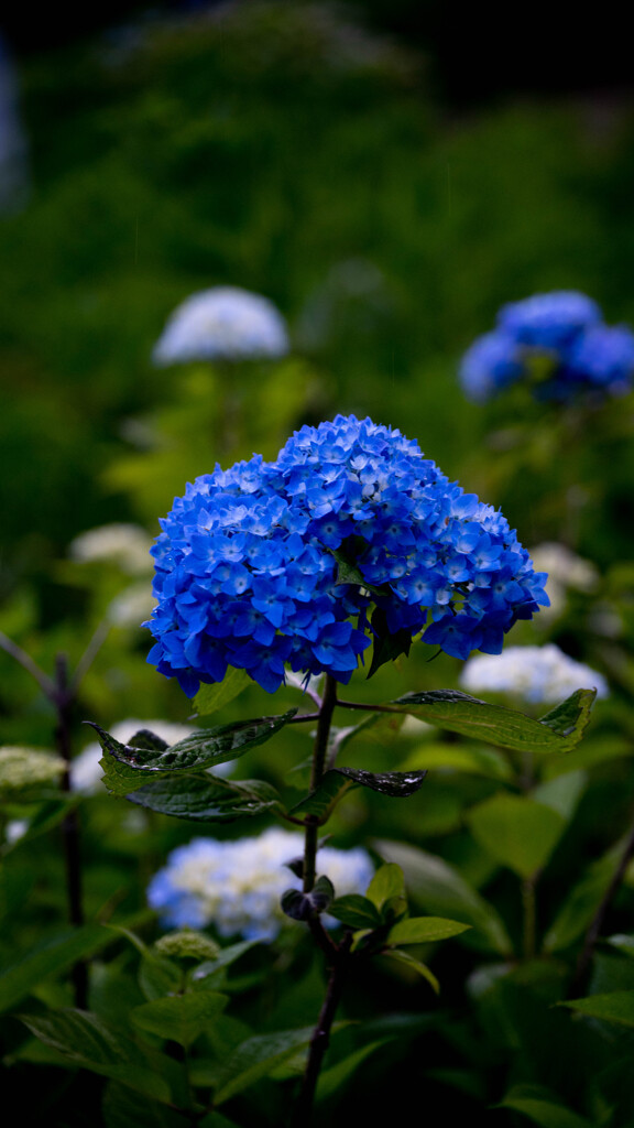 蒼い房