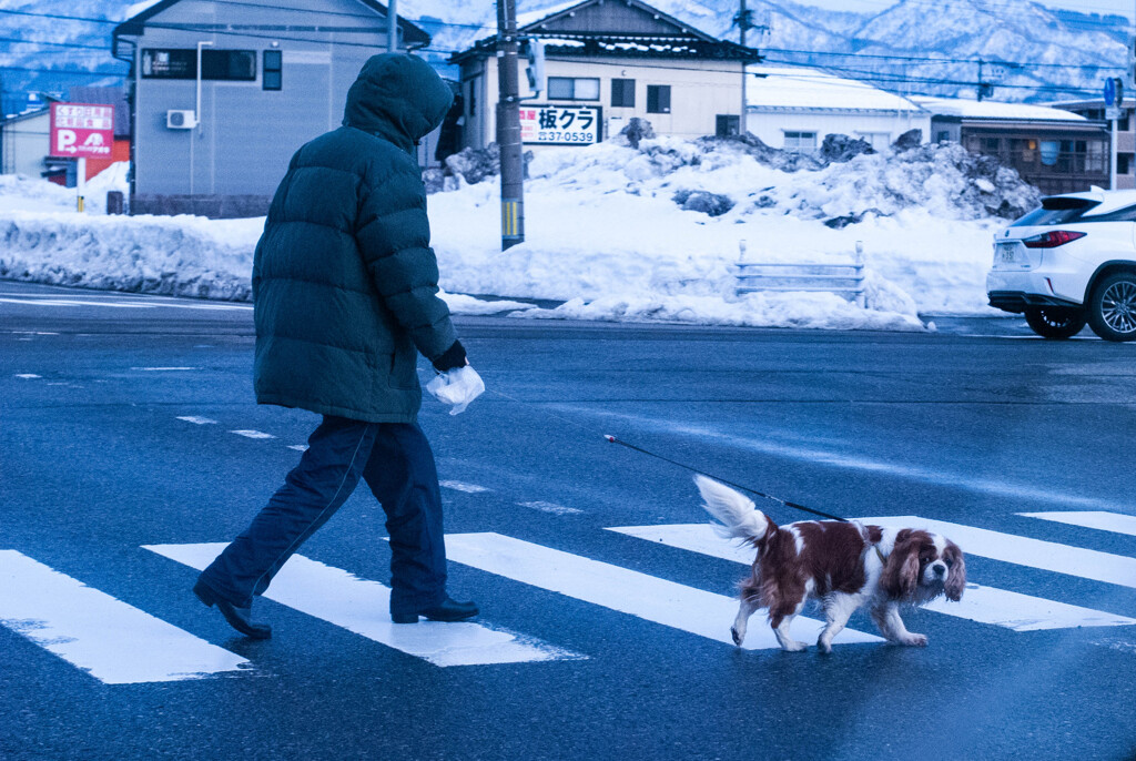 散歩する犬