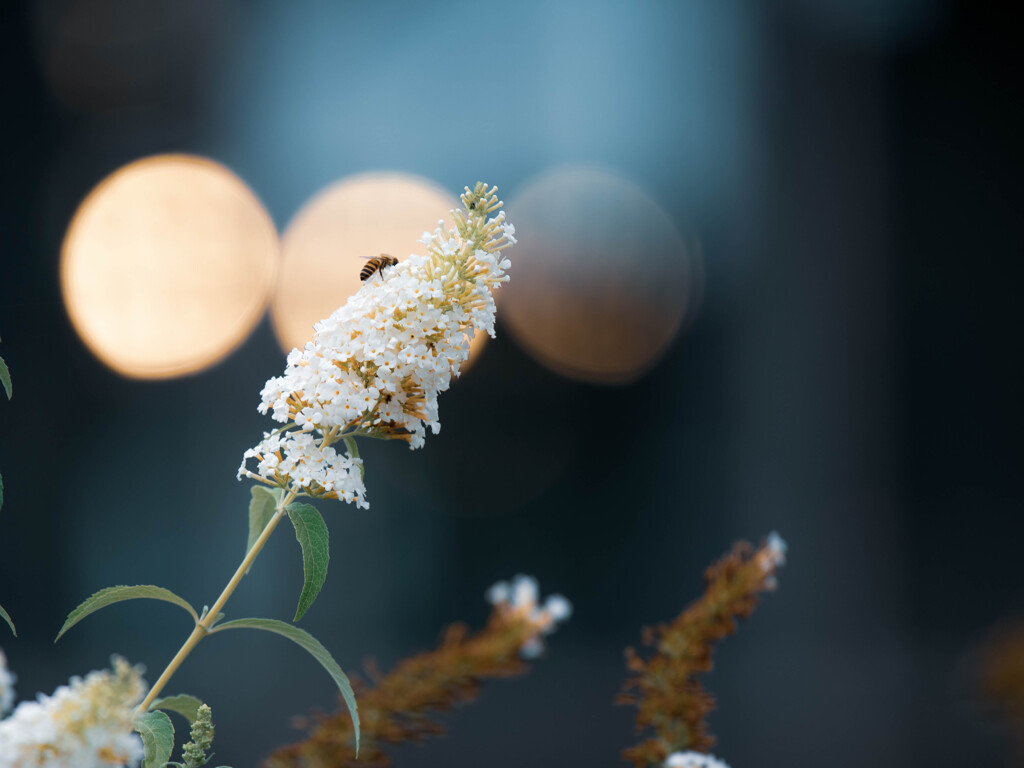 花と虫