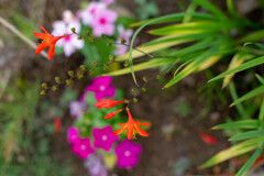 重なる花