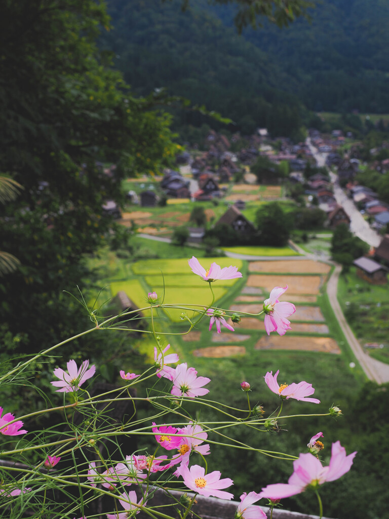 白川郷の秋桜
