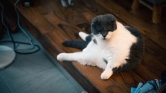 玄関ですわる猫