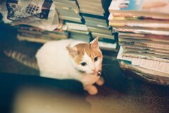 ジャズ喫茶の猫