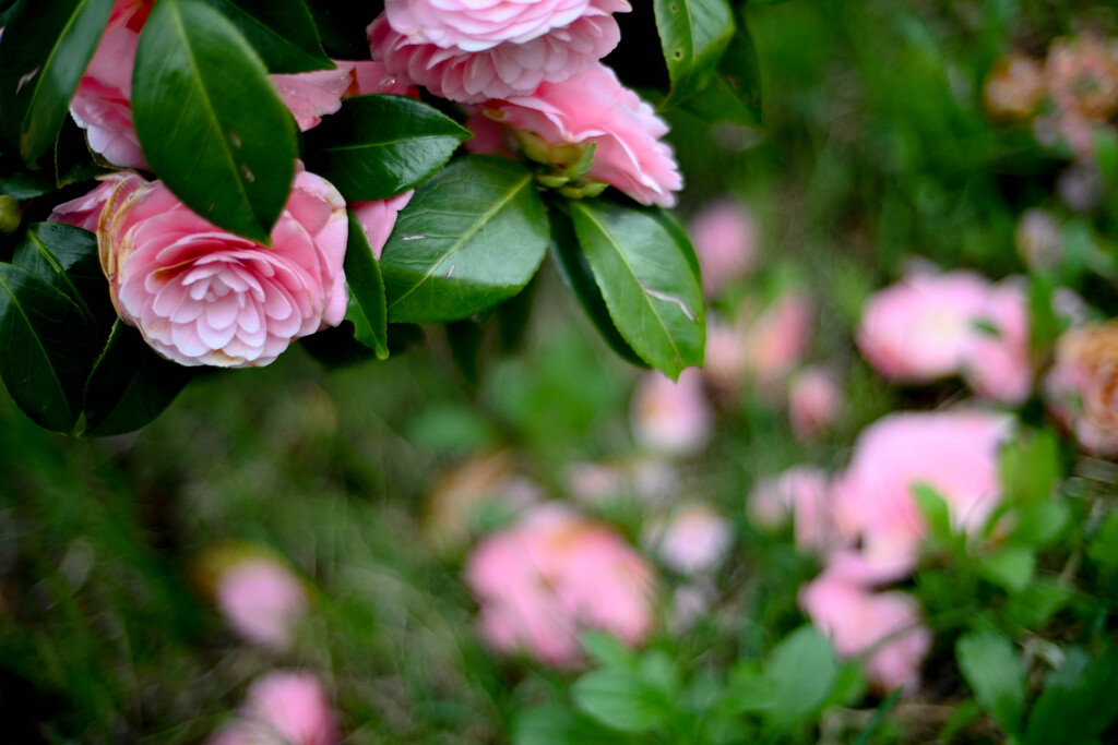 ピンクの花