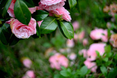 ピンクの花